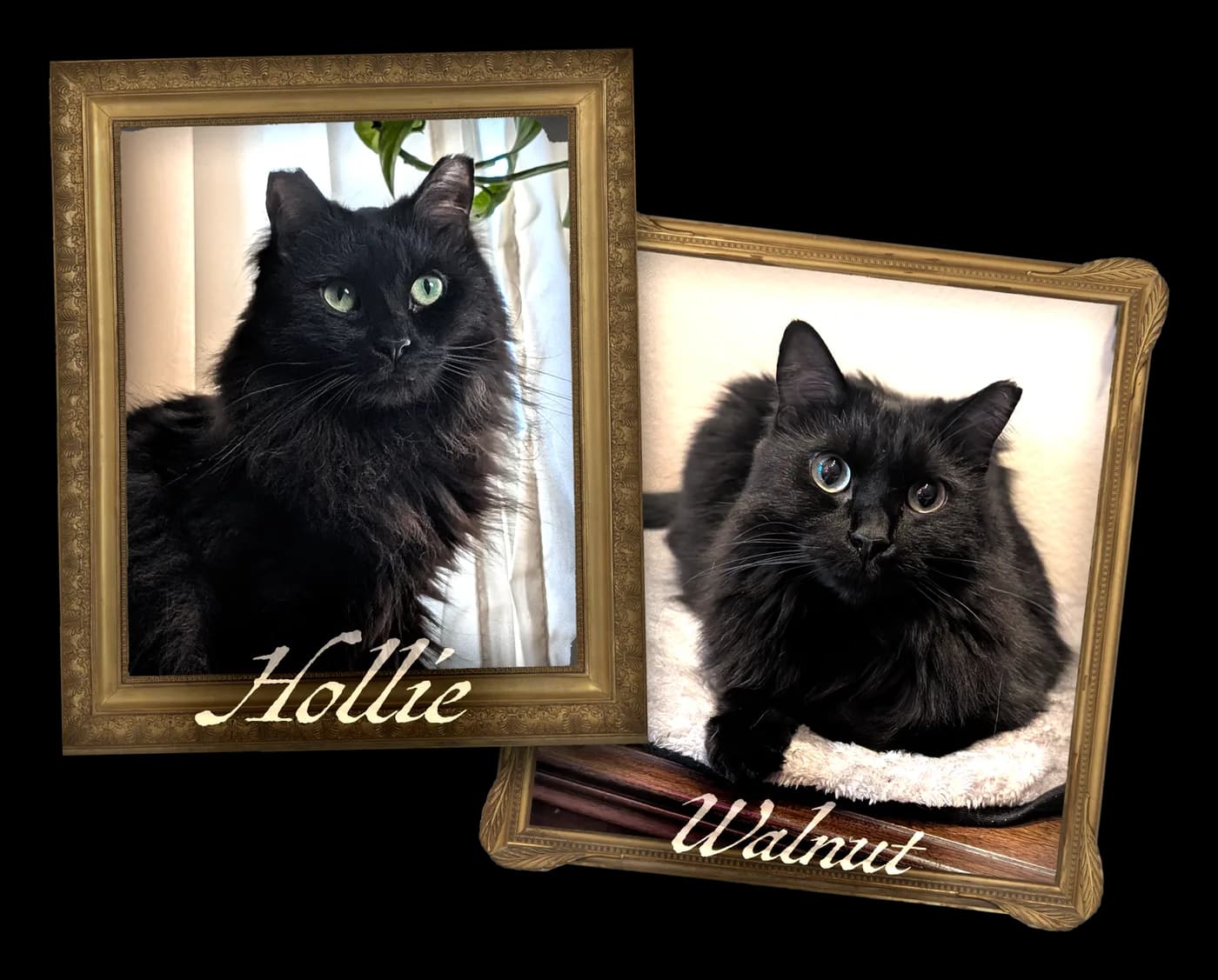 Walnut and Hollie, Nicole's cats